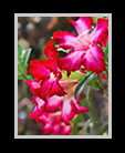 beautiful red flowers in a garden thumbnail